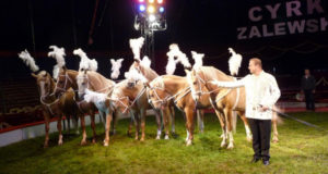 cyrk zalewski