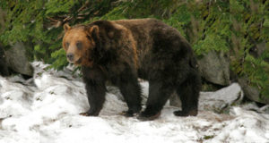 Pomnik niedźwiedzia